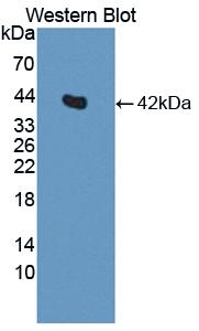 Polyclonal Antibody to Insulin (INS)