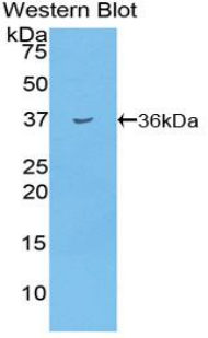 Polyclonal Antibody to Insulin (INS)