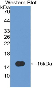 Polyclonal Antibody to Caspase 7 (CASP7)