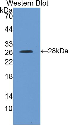 Polyclonal Antibody to Kallikrein 4 (KLK4)