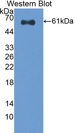 Polyclonal Antibody to Caspase 14 (CASP14)