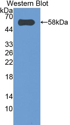 Polyclonal Antibody to Caspase 14 (CASP14)