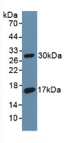 Polyclonal Antibody to Cluster Of Differentiation 55 (CD55)