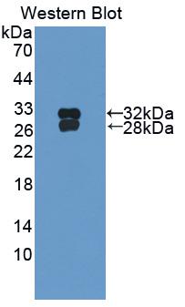 Polyclonal Antibody to Heat Shock Transcription Factor 2 (HSF2)