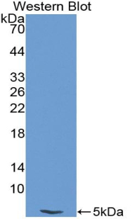 Biotin-Linked Polyclonal Antibody to Endothelin 1 (EDN1)