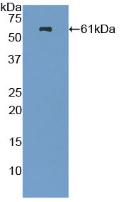 Polyclonal Antibody to Nestin (NES)