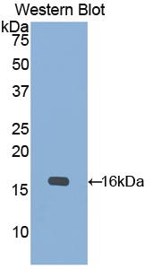 PAA517Hu01.jpg