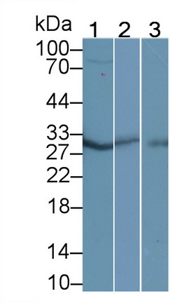 Polyclonal Antibody to Apolipoprotein A1 (APOA1)