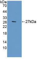 Polyclonal Antibody to Apolipoprotein A1 (APOA1)