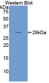 Polyclonal Antibody to Apolipoprotein A1 (APOA1)