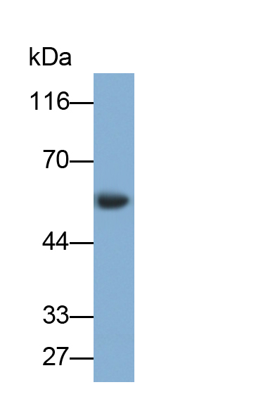 Polyclonal Antibody to Plasminogen Activator Inhibitor 1 (PAI1)