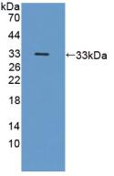 Polyclonal Antibody to Intercellular Adhesion Molecule 3 (ICAM3)