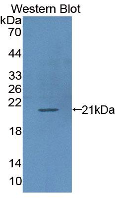 Polyclonal Antibody to Intercellular Adhesion Molecule 3 (ICAM3)