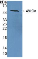 PAA537Ra01.jpg