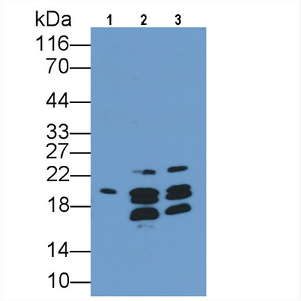 Polyclonal Antibody to Myelin Basic Protein (MBP)