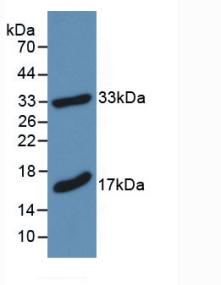 Polyclonal Antibody to Myelin Basic Protein (MBP)