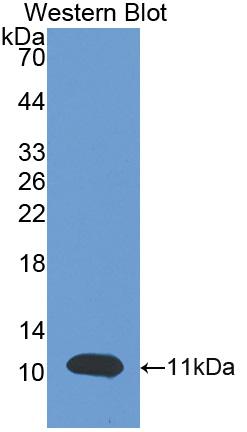 Polyclonal Antibody to Brain Natriuretic Peptide (BNP)