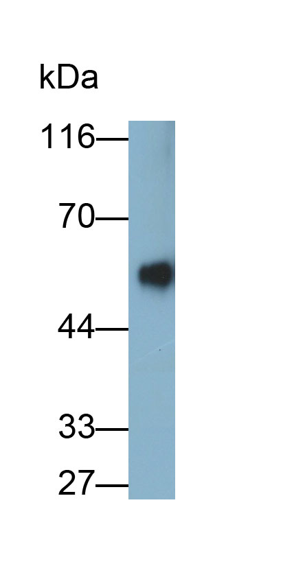 Polyclonal Antibody to Immunoglobulin G (IgG)