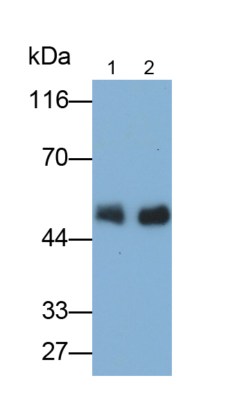 Polyclonal Antibody to Immunoglobulin G (IgG)