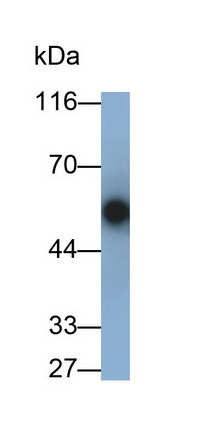 Polyclonal Antibody to Immunoglobulin G (IgG)