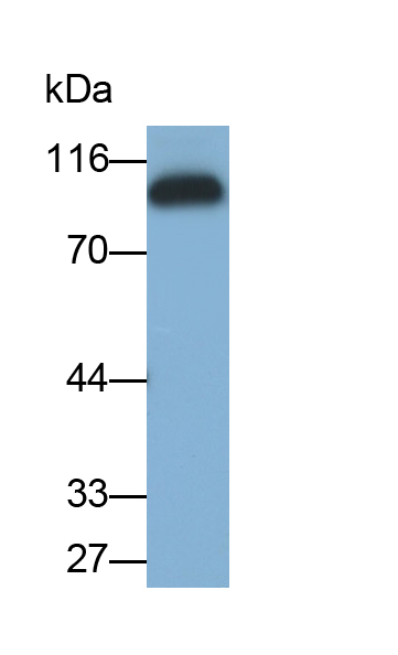 PAA548Hu01.jpg