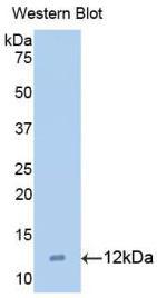 Polyclonal Antibody to Macrophage Inflammatory Protein 5 (MIP5)