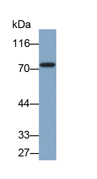 Polyclonal Antibody to Matrix Metalloproteinase 9 (MMP9)