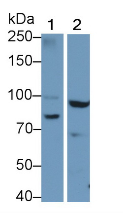 Polyclonal Antibody to Matrix Metalloproteinase 9 (MMP9)