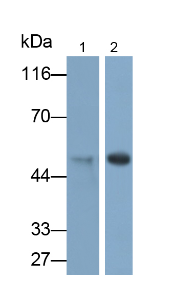 PAA556Ra02.jpg