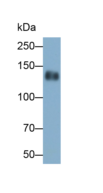 Polyclonal Antibody to Epidermal Growth Factor (EGF)