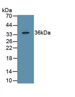 Polyclonal Antibody to Epidermal Growth Factor (EGF)