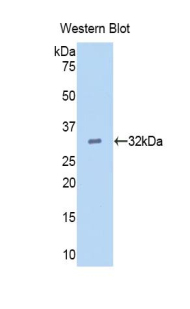 Biotin-Linked Polyclonal Antibody to Epidermal Growth Factor (EGF)