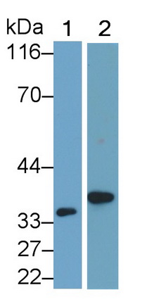 Polyclonal Antibody to Interleukin 1 Beta (IL1b)