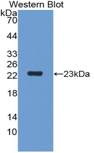 Biotin-Linked Polyclonal Antibody to Heparan Sulfate Proteoglycan (HSPG)