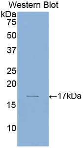 Polyclonal Antibody to Laminin Alpha 1 (LAMA1)