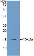 Polyclonal Antibody to Phospholipase A2 Activating Protein (PLAP)