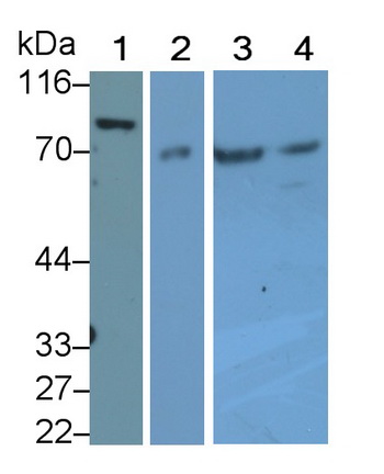 Polyclonal Antibody to Phospholipase A2 Activating Protein (PLAP)