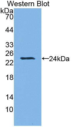 Polyclonal Antibody to Heme Oxygenase 1 (HO1)