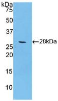 Polyclonal Antibody to Cyclin D2 (CCND2)