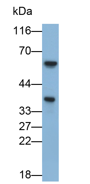 Polyclonal Antibody to Heme Oxygenase 2, Decycling (HO2)