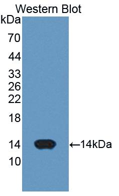 Polyclonal Antibody to Cytochrome C (CYCS)