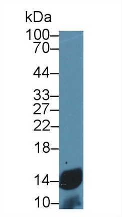 Polyclonal Antibody to Cytochrome C (CYCS)