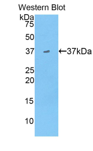 Polyclonal Antibody to Apolipoprotein A2 (APOA2)