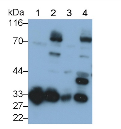 Polyclonal Antibody to Adiponectin (ADPN)