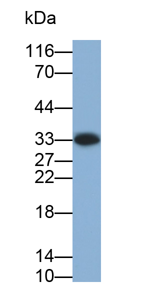 Polyclonal Antibody to Adiponectin (ADPN)