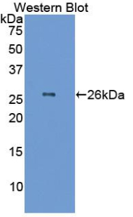 Polyclonal Antibody to Glutathione S Transferase Alpha 1 (GSTa1)