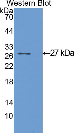 Polyclonal Antibody to Glutathione S Transferase Alpha 1 (GSTa1)