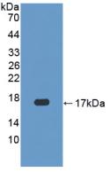 Polyclonal Antibody to Caspase 3 (CASP3)