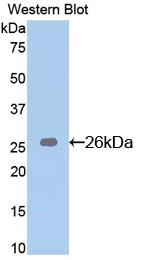 Polyclonal Antibody to BH3 Interacting Domain Death Agonist (Bid)