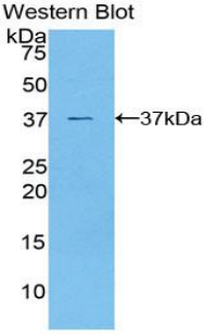 PAA630Mu01.jpg